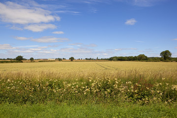 yorkshire wheat field