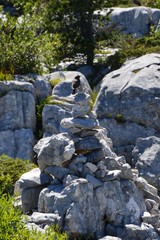 Oiseau sur cairn