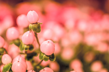 rosa flowers background close-up macro. Spring summer border template floral background. greeting and celebration card. 