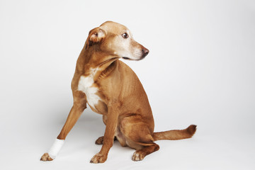 Brown dog’s leg is wrapped in a bandage. Broken paw. 