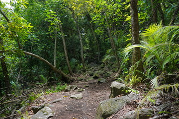 Naklejka premium Footpath in the jungle on the north of Huahine Nui island, Maeva, French Polynesia, south Pacific, Oceania