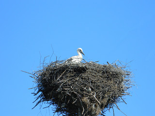 Fototapeta premium Stork in a nest against the blue sky.