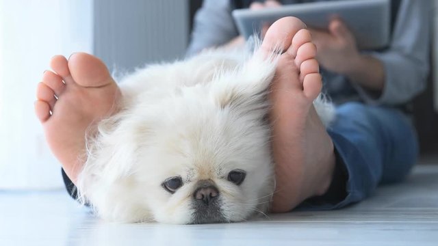 Cinemagraph -Young woman is resting with a dog on the floor at home and using tablet . Motion Photo.