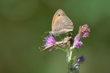 papillon orangé