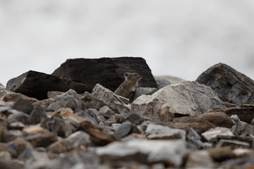 Pika