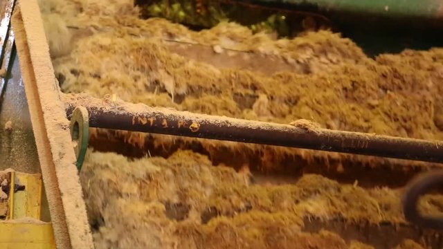 sugar cane line production industry