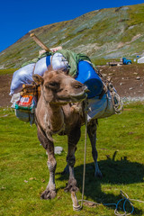 Kamel mit Gepäck im Altai Gebirge, Hochformat