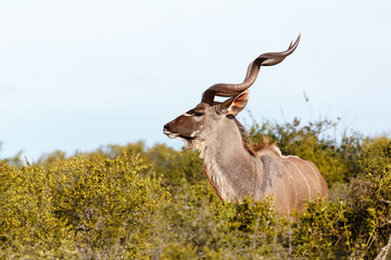 Side View of a Kudu standing between the bushes