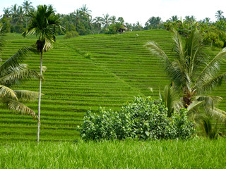 Fototapeta na wymiar culture de riz en terrasse à Bali