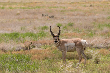Pronghorn Buck