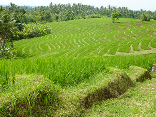 culture de riz en terrasse &agrave; Bali