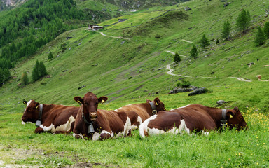 Wanderung Kasern zur Kehrer Alm Südtirol-11