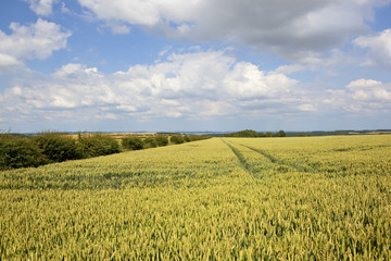 wheat field and hedgerow