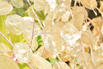 Close up of dried lunaria annua fruit