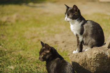 Funny little cats playing in the field