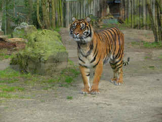 Tigre