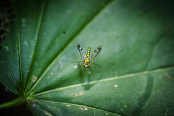 Fototapeta premium Tinny Fly on Leaf