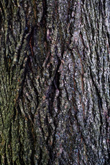 Tree Bark Texture