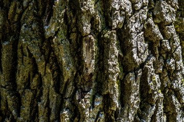 Tree Bark Texture