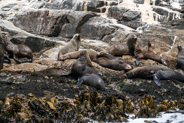 Seal(s)