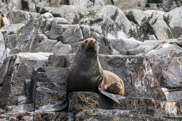Seal(s)