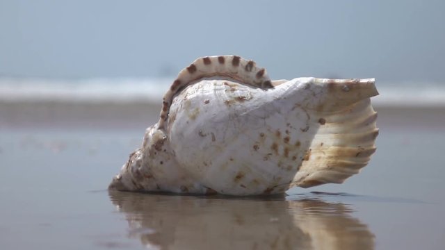 High quality video of shells by the ocean in real 1080p slow motion 250fps