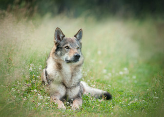 Naklejka na ściany i meble wolfdog laying on a grass with blurry background behind