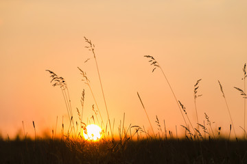 Nature background. Sunset, the silhouette of the sun through meadow grass. Summer, autumn nature...