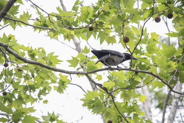 Rook (Corvus Frugilegus) on a branch
