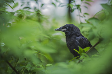 Rook (Corvus Frugilegus) on a branch