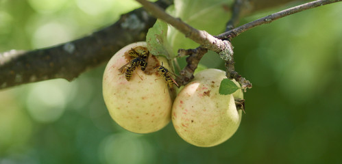 Wespen - verdorbene Äpfel 