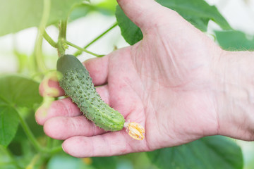 Naklejka na ściany i meble Agriculture, farming and gardening concept. Detail of wrinkled man hand holding cucumber at farm greenhouse. Selective focus.