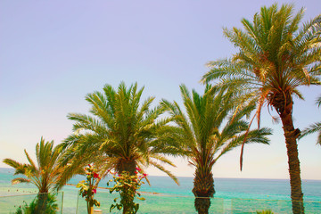Obraz premium Palm Trees