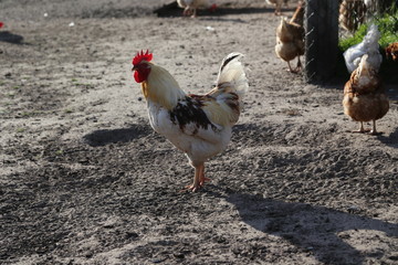 Hühner auf dem Hof