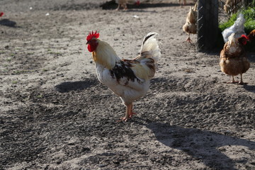 Hühner auf dem Hof