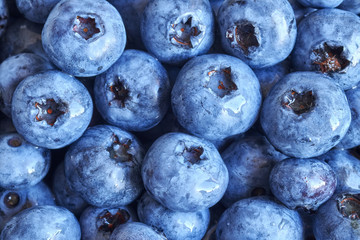 Close up picture of ripe and fresh blueberries, shallow depth of field.