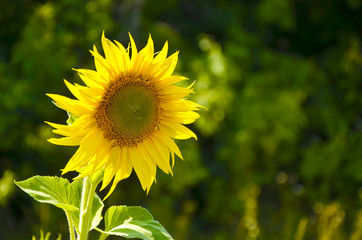 Sunflowers in a field against a blue sky. Summer Landscape