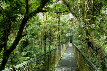 Naklejka premium Most wiszący w lesie deszczowym