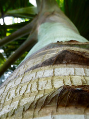 détail de tronc d'arbre