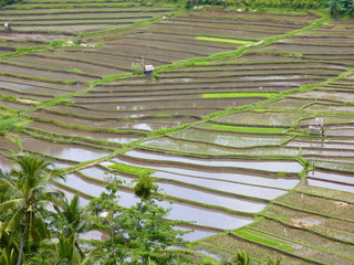 culture de riz en terrasse à Bali