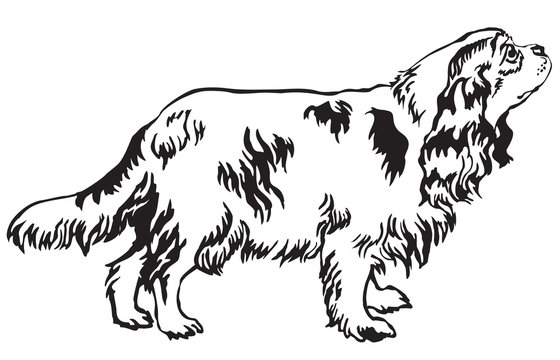Decorative standing portrait of dog Cavalier King Charles Spaniel vector illustration