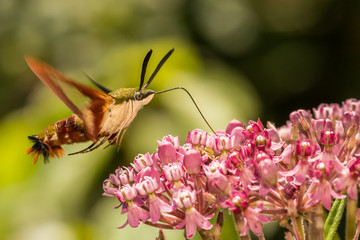 Hummingbird Clearwing Moth