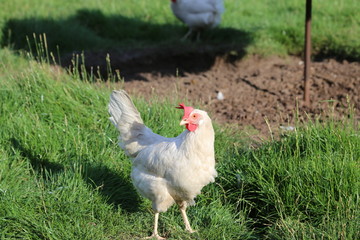 Hühner auf dem Hof