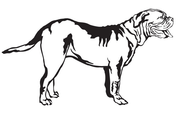 Decorative standing portrait of dog Dogue de Bordeaux vector illustration