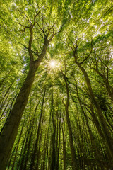 Sonne leuchtet durch Baumkronen