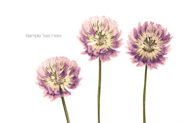 Pressed and dried flower