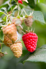 Organic ripe red raspberries on the bush.