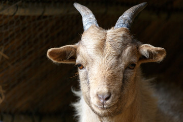 Goat standing and staring at you