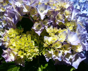 Blue and Purple Hydrangea