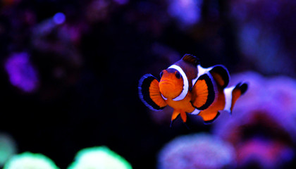 Popular fish in reef tank
